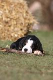 GRAND BOUVIER SUISSE 066